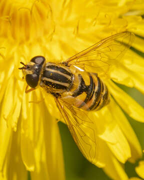 صورة Helophilus latifrons Loew 1863