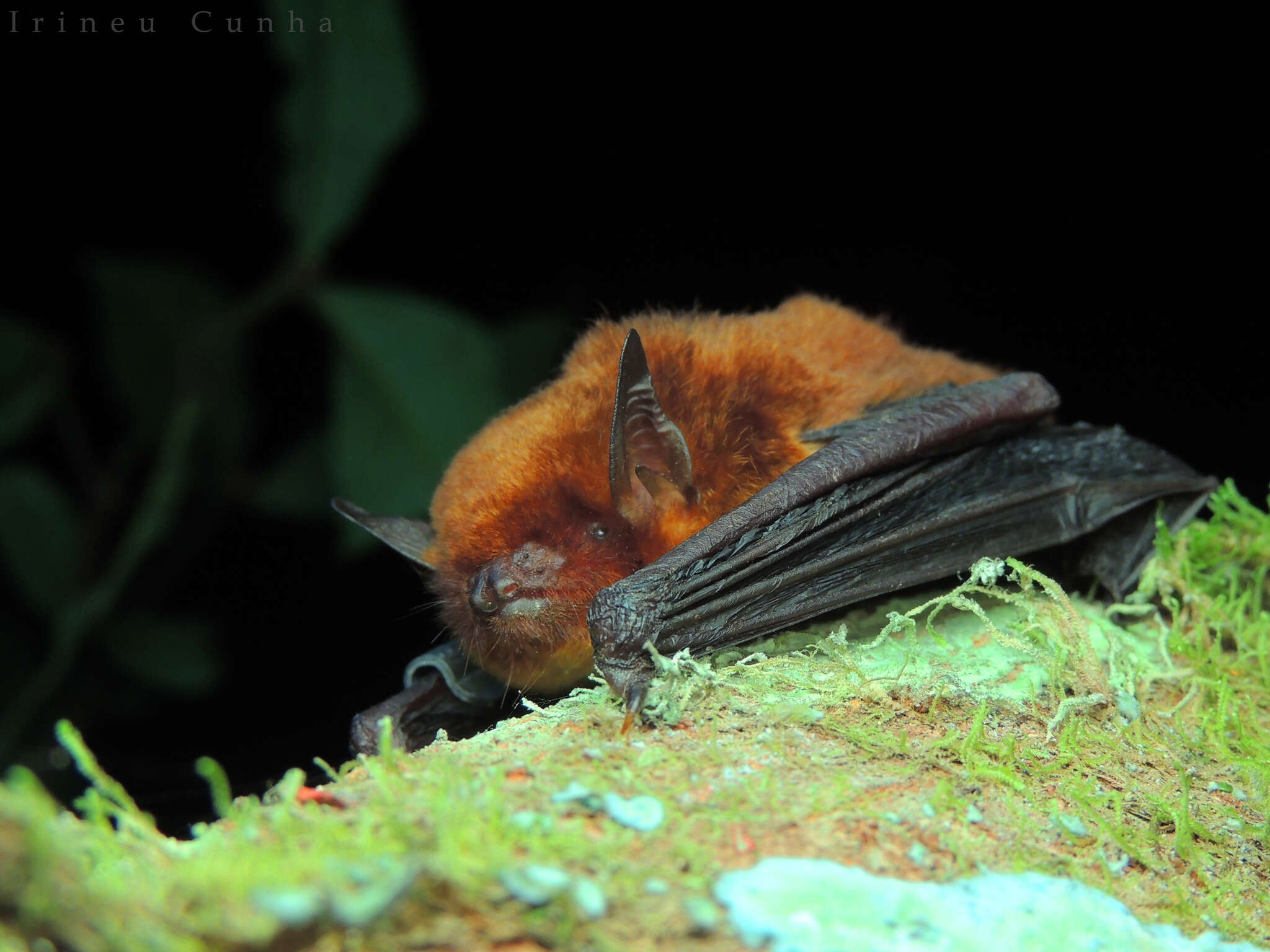 Image of Red Myotis