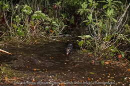 Image of Big-eared Opossum