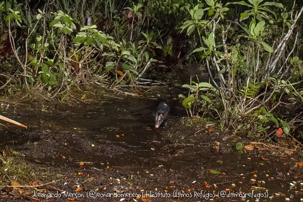 Image of Big-eared Opossum