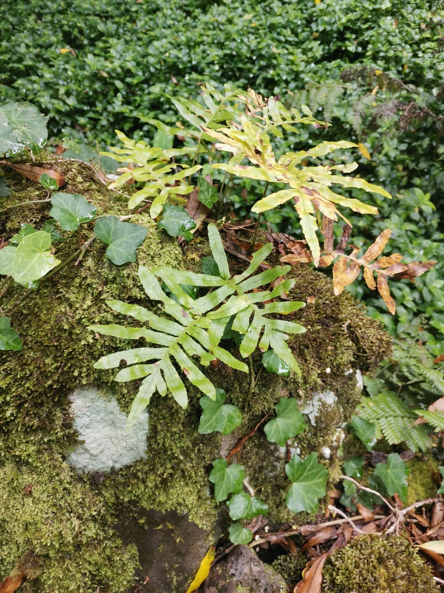 Plancia ëd Polypodium macaronesicum subsp. azoricum (Vasc.) F. J. Rumsey, Carine & Robba