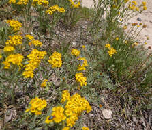 Image of woolly paperflower