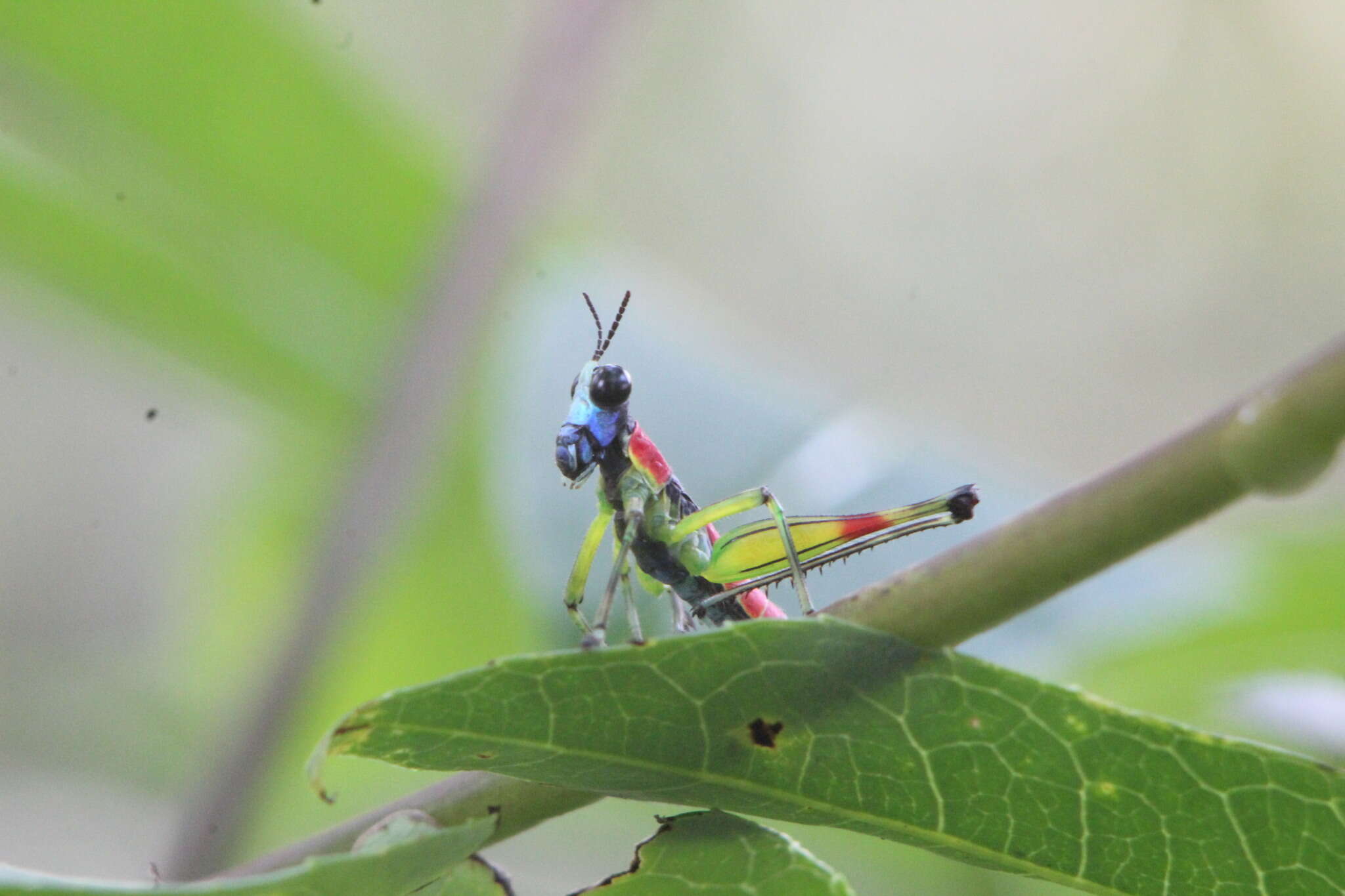 Image de Amedegnatomastax rubris Cadena-Castañeda & Cardona 2015