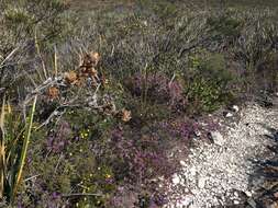 Image de Calytrix leschenaultii (Schauer) Benth.