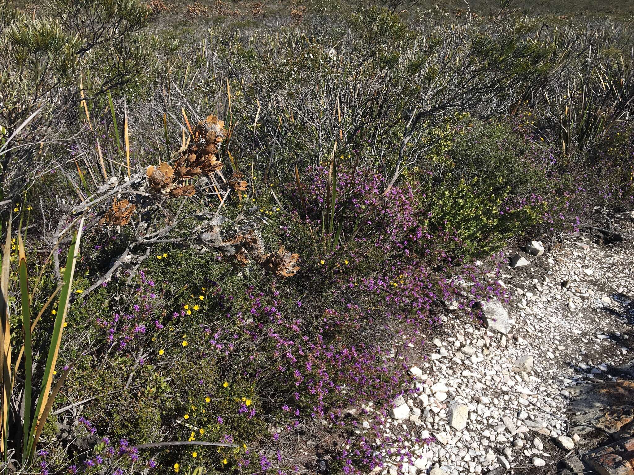 Image de Calytrix leschenaultii (Schauer) Benth.