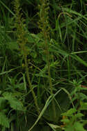 Image of Common twayblade