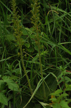 Image of Common twayblade