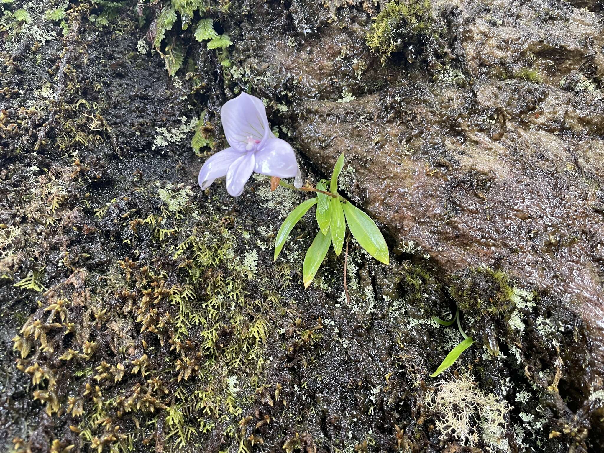 Image of Disa longicornu L. fil.