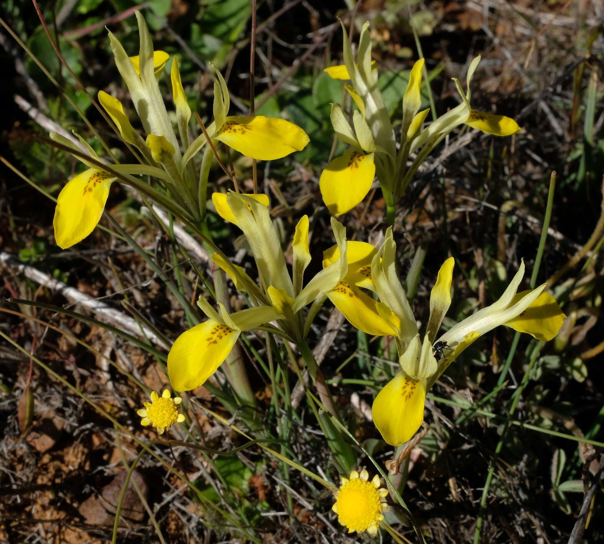 Image of Moraea macronyx G. J. Lewis