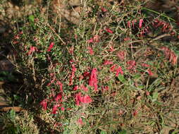 Plancia ëd Epacris impressa Labill.