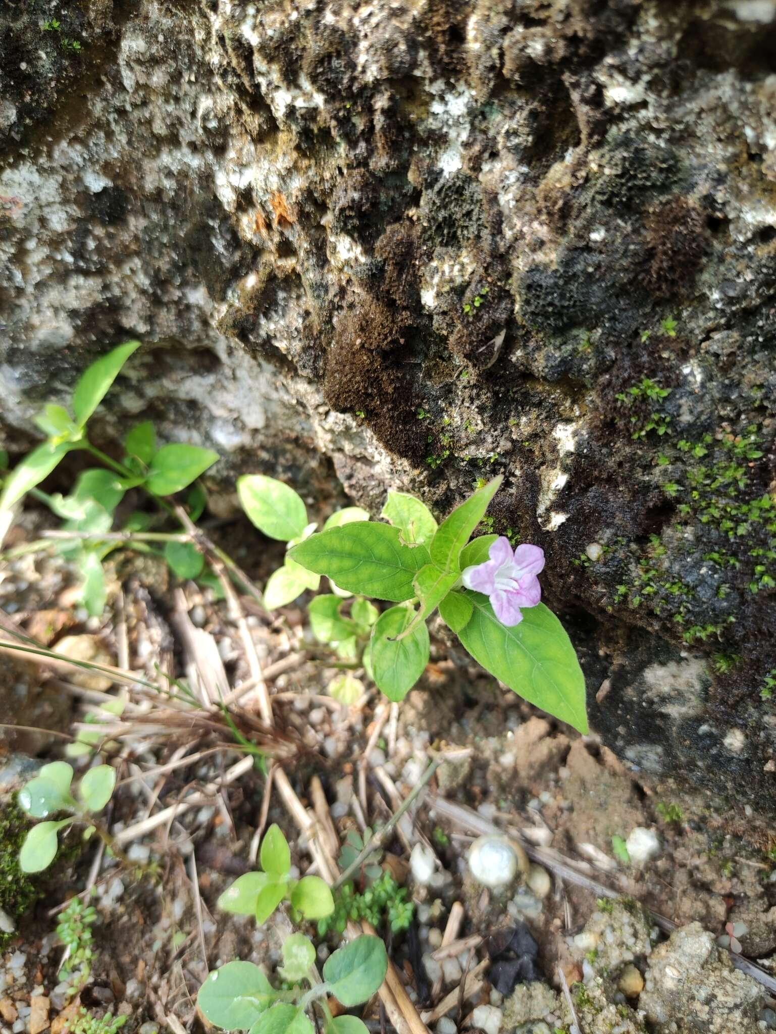 Image of Ruellia repens L.