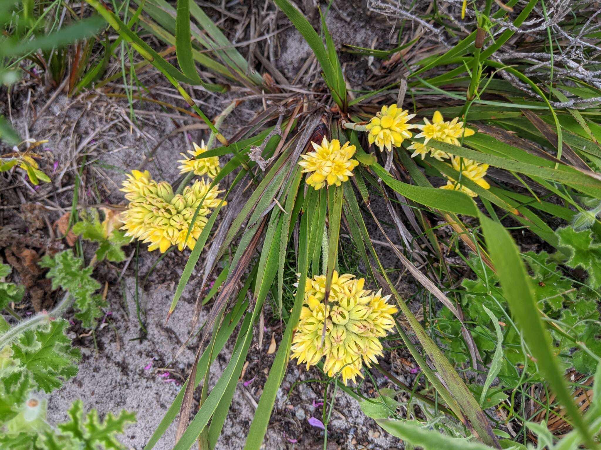 Image of Conostylis aculeata R. Br.