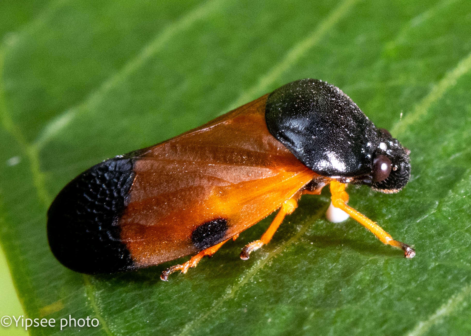 Image of Cosmoscarta pulchella Butler 1874