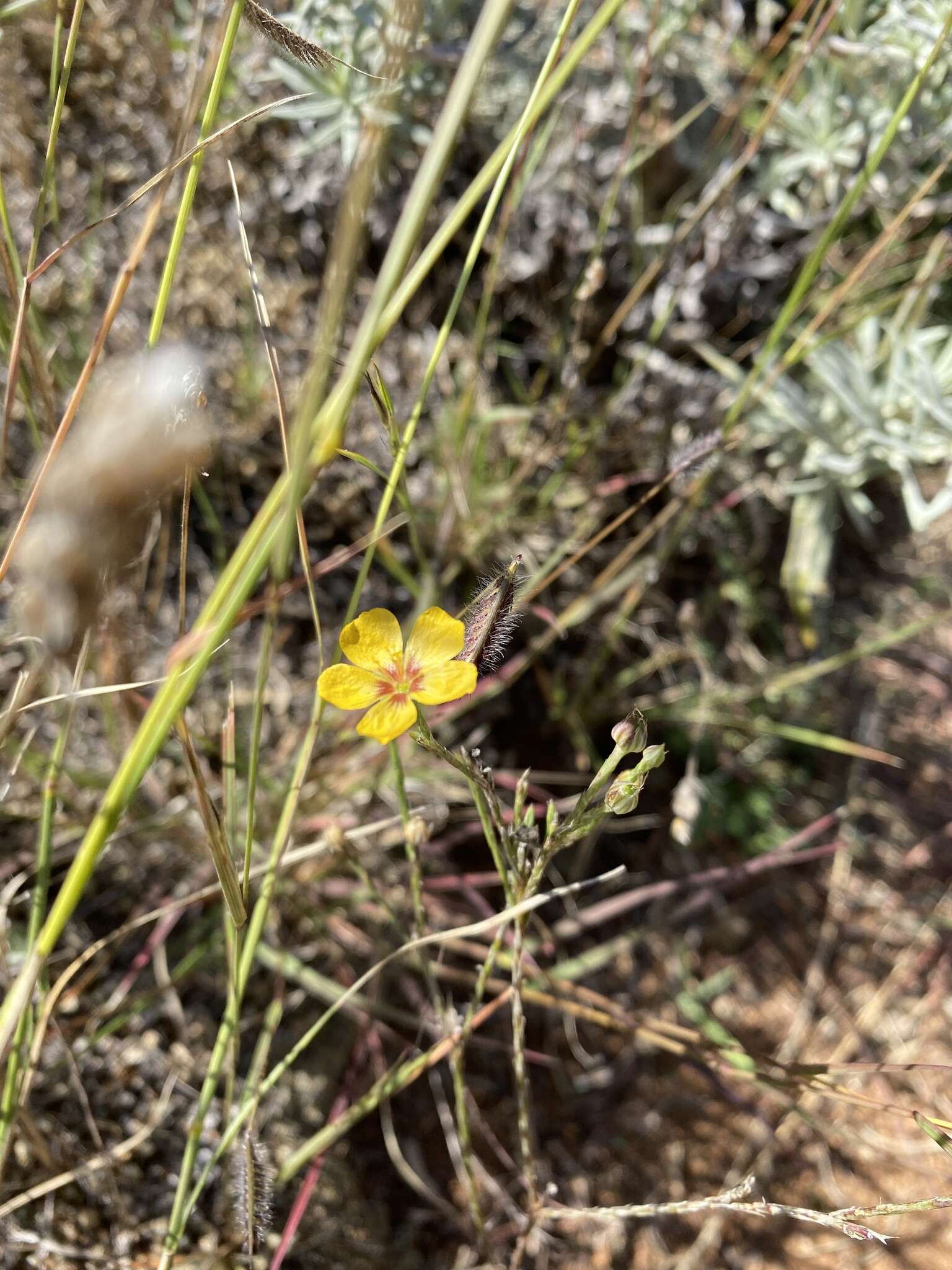 Image of Texas flax