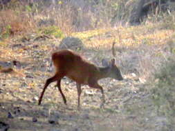 Image of Natal Duiker