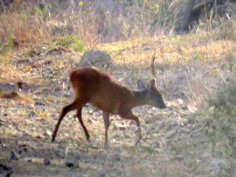 Image of Natal Duiker