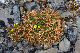 Image de Potentilla elegans Cham. & Schltdl.