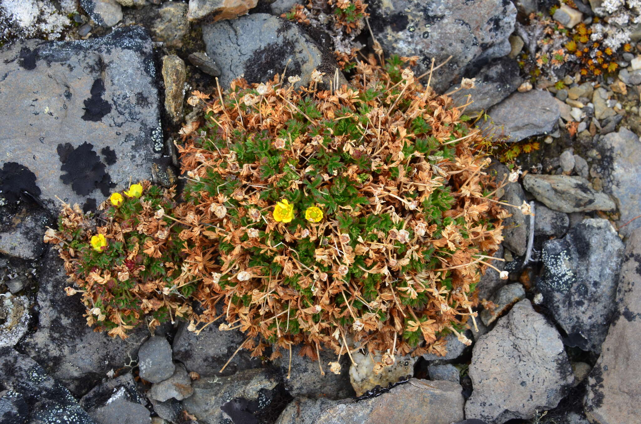 Image de Potentilla elegans Cham. & Schltdl.