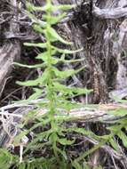 Image of Hooker's balsamroot