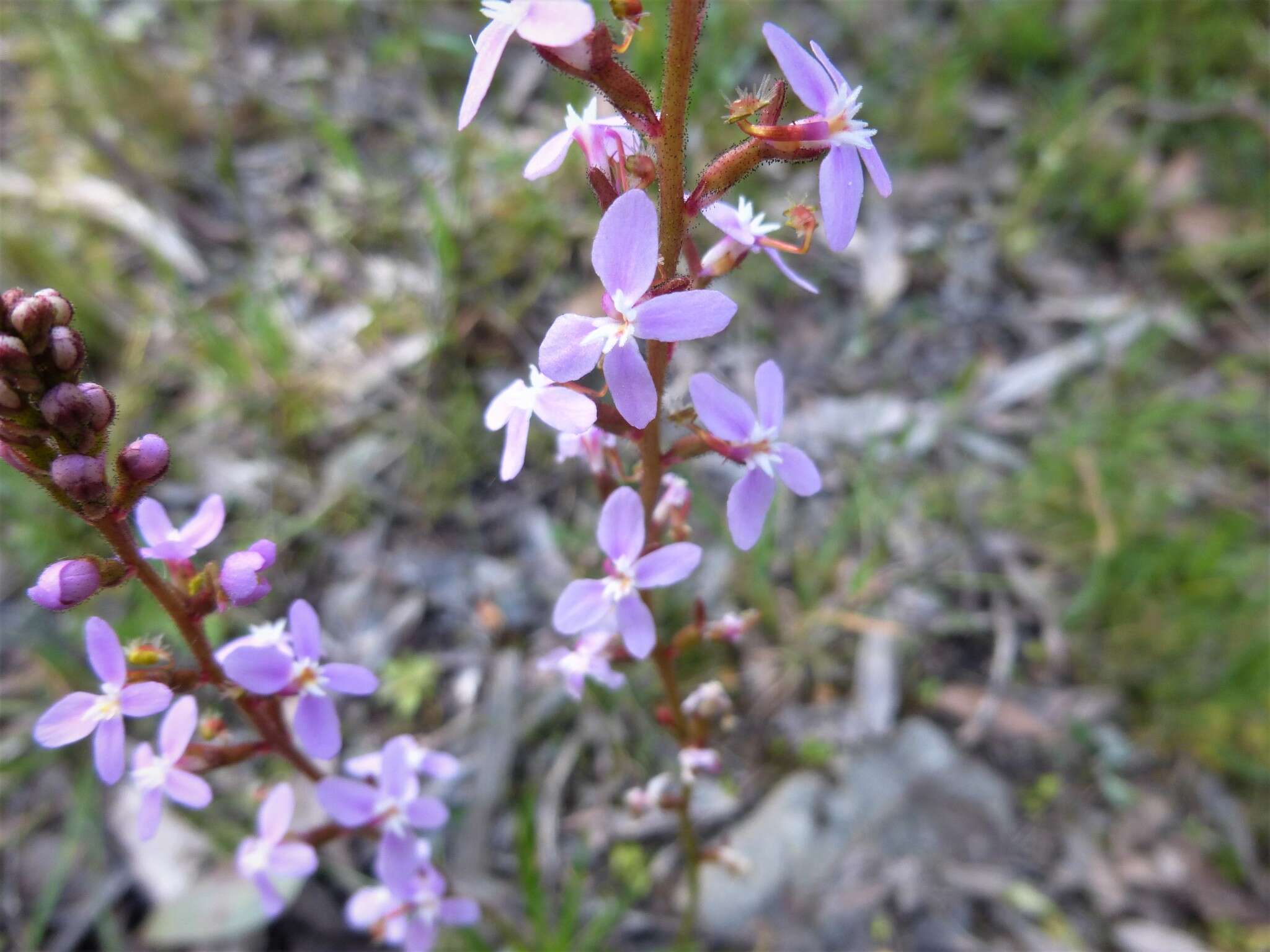 Image de Stylidium armeria (Labill.) Labill.