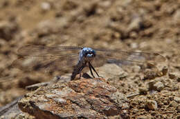 Image of Southern Skimmer