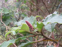 Image of Hawai'i pokeweed