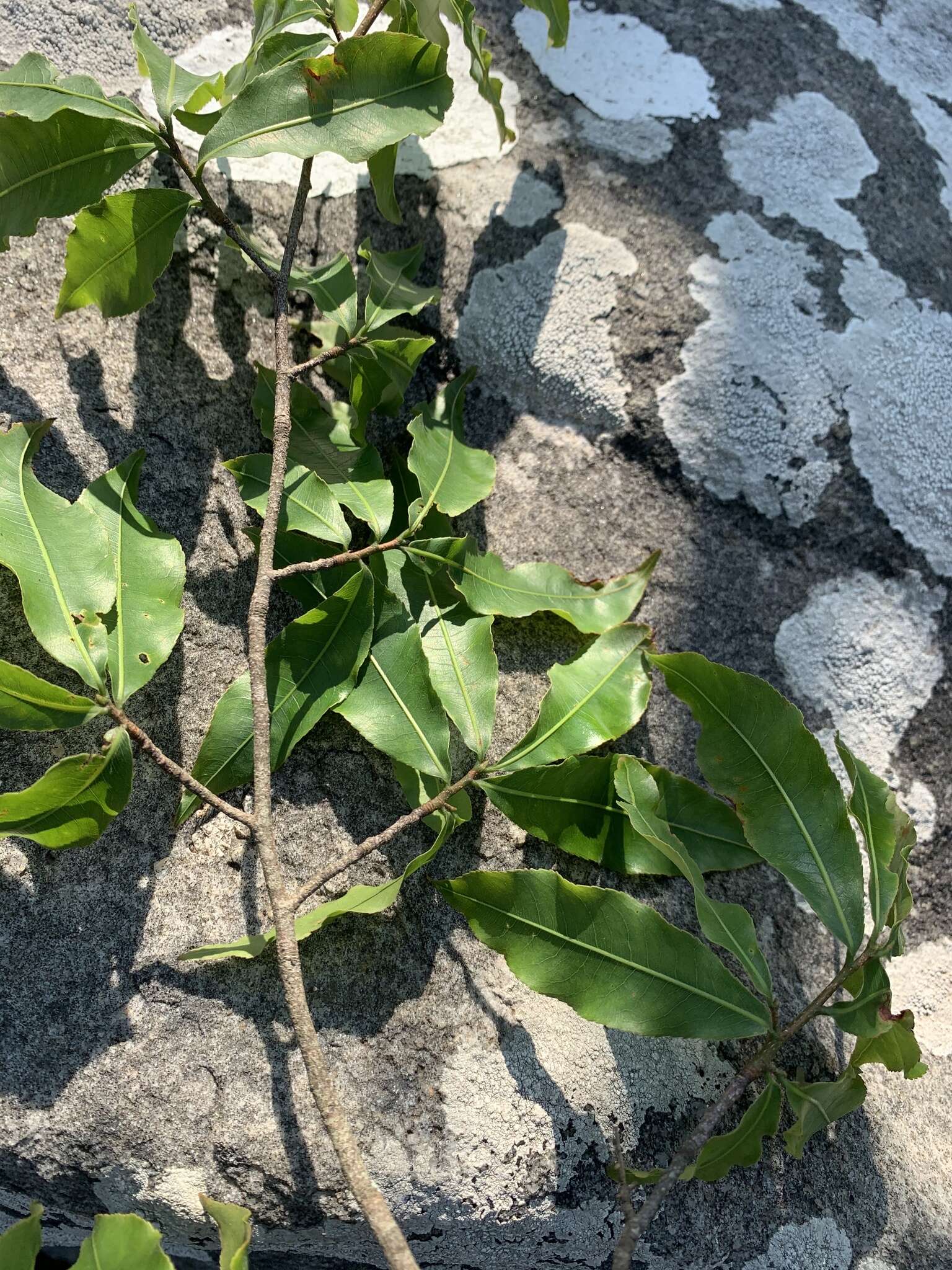 Image of Common forest ochna