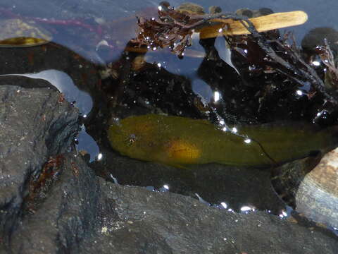 Image of Slimy snailfish