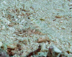 Fusigobius melacron (Randall 2001) resmi