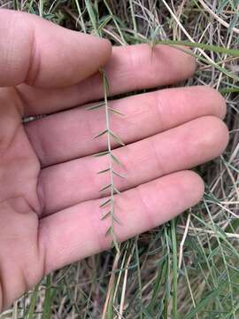 Sivun Astragalus conjunctus S. Wats. kuva