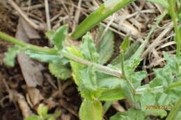 Image of Wahlenbergia cuspidata Brehmer