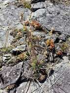 Image of Taimyr catchfly