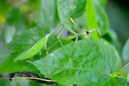 Image de Stagmatoptera praecaria Linne 1758