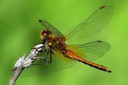 Image of Yellow-winged Darter