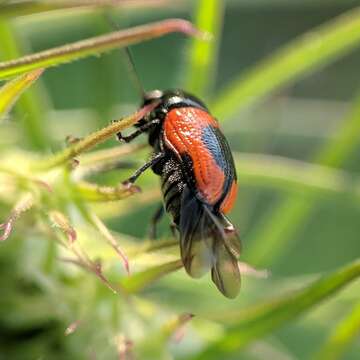 Sivun Cryptocephalus notatus Fabricius 1787 kuva