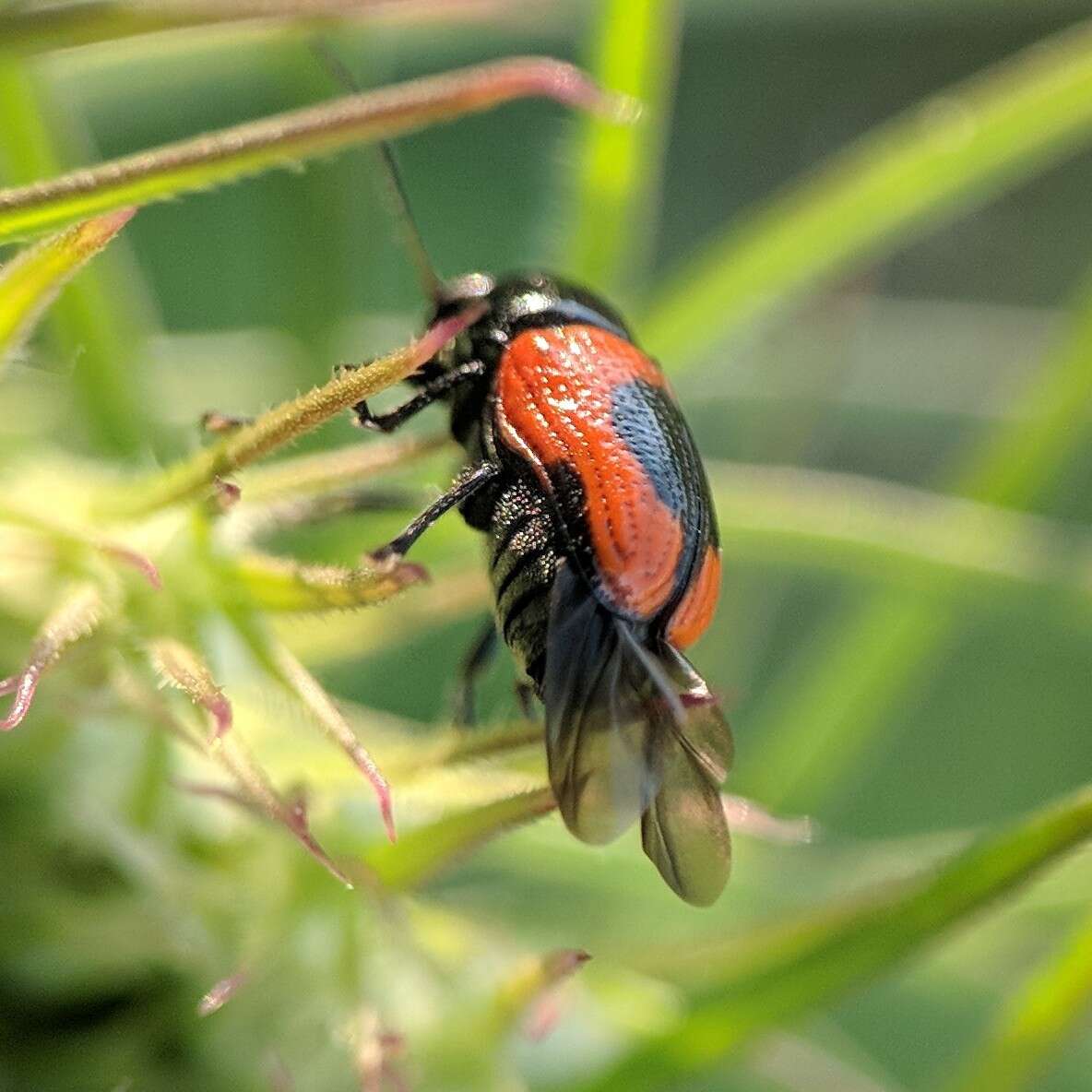 Cryptocephalus notatus Fabricius 1787 resmi