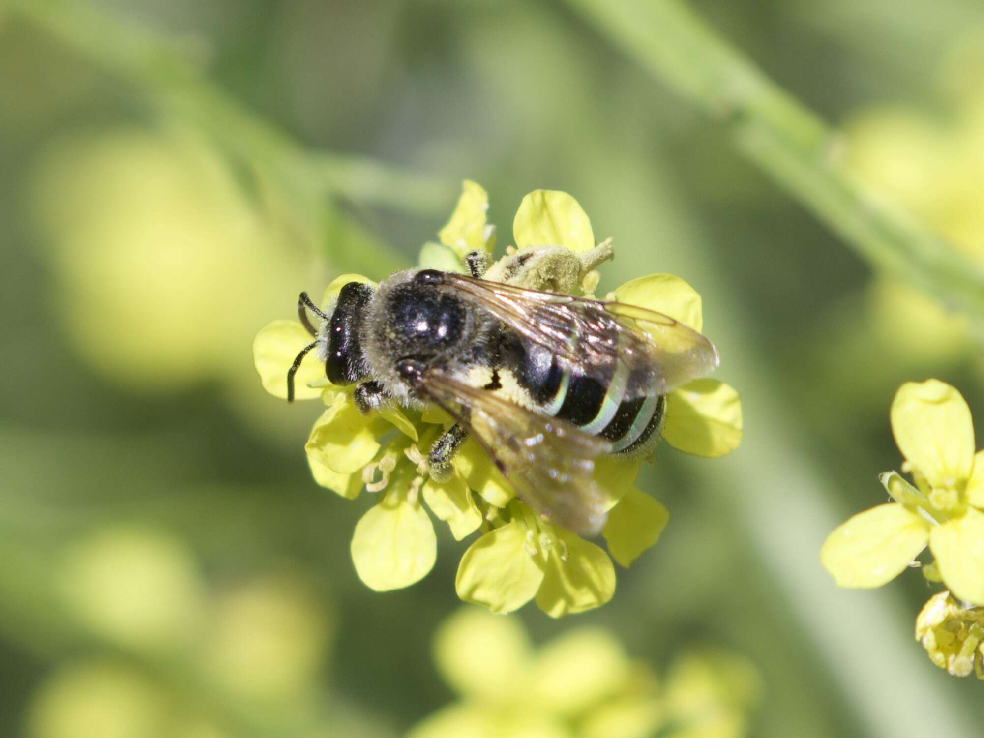 Image of Nomia melanderi Cockerell 1906