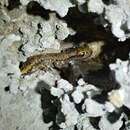 Image of Wintu Shasta Salamander