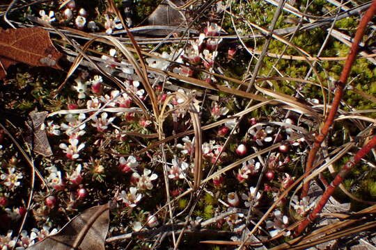 Image of flowering pixiemoss