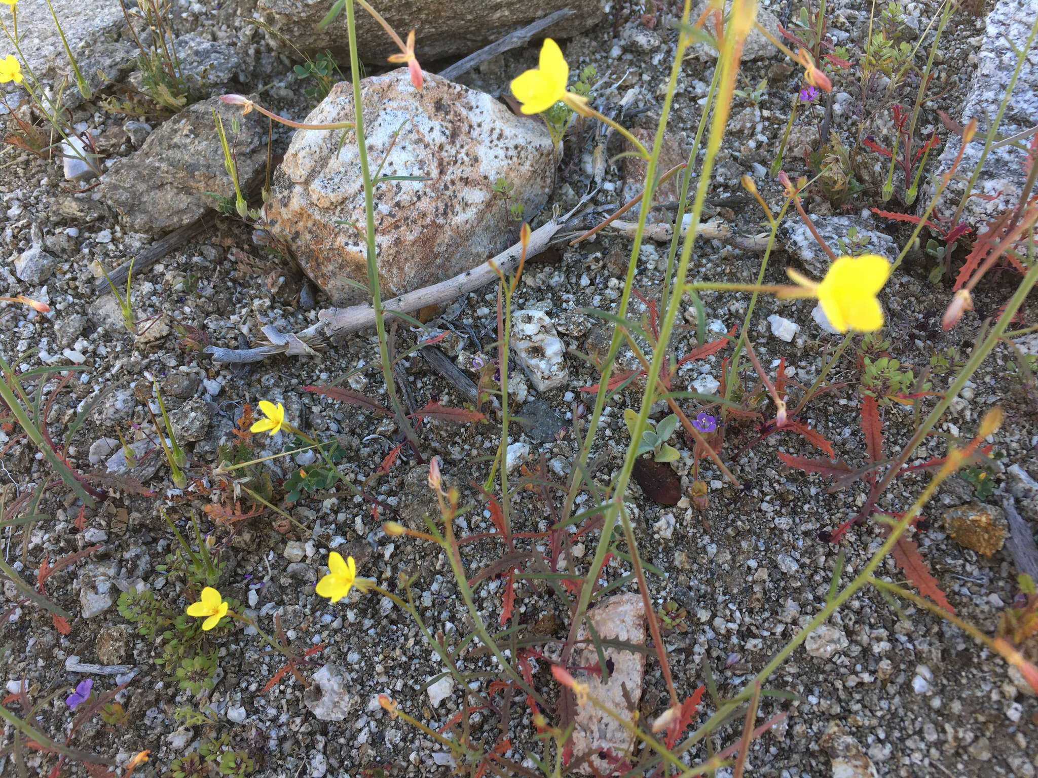 Image of California suncup