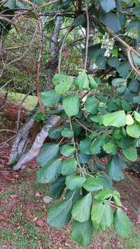 Image of Alchornea sidifolia Müll. Arg.