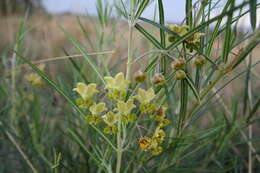 Sivun Gomphocarpus tomentosus subsp. tomentosus kuva