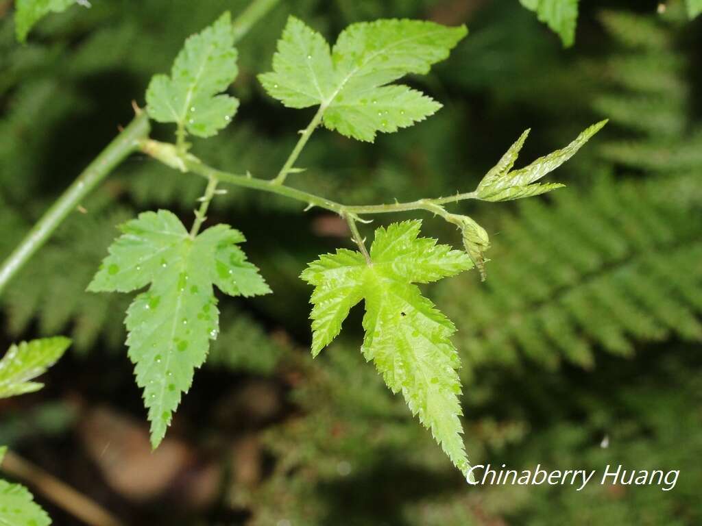 صورة Rubus corchorifolius L. fil.