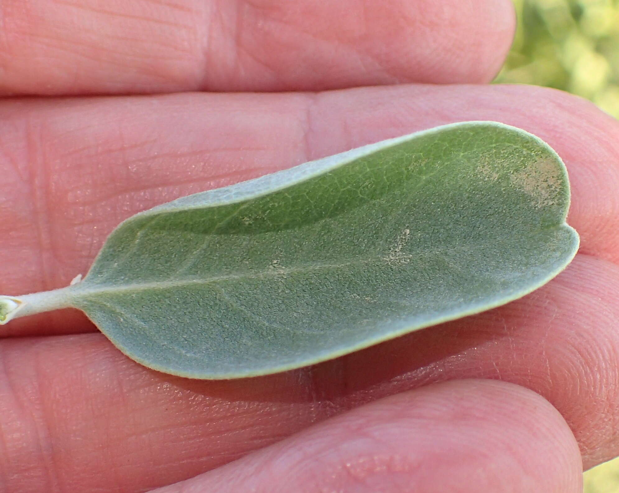 Stirtonanthus taylorianus (L. Bolus) B.-E. van Wyk & A. L. Schutte的圖片