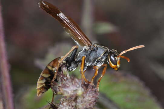 Слика од Polistes billardieri Fabricius 1804