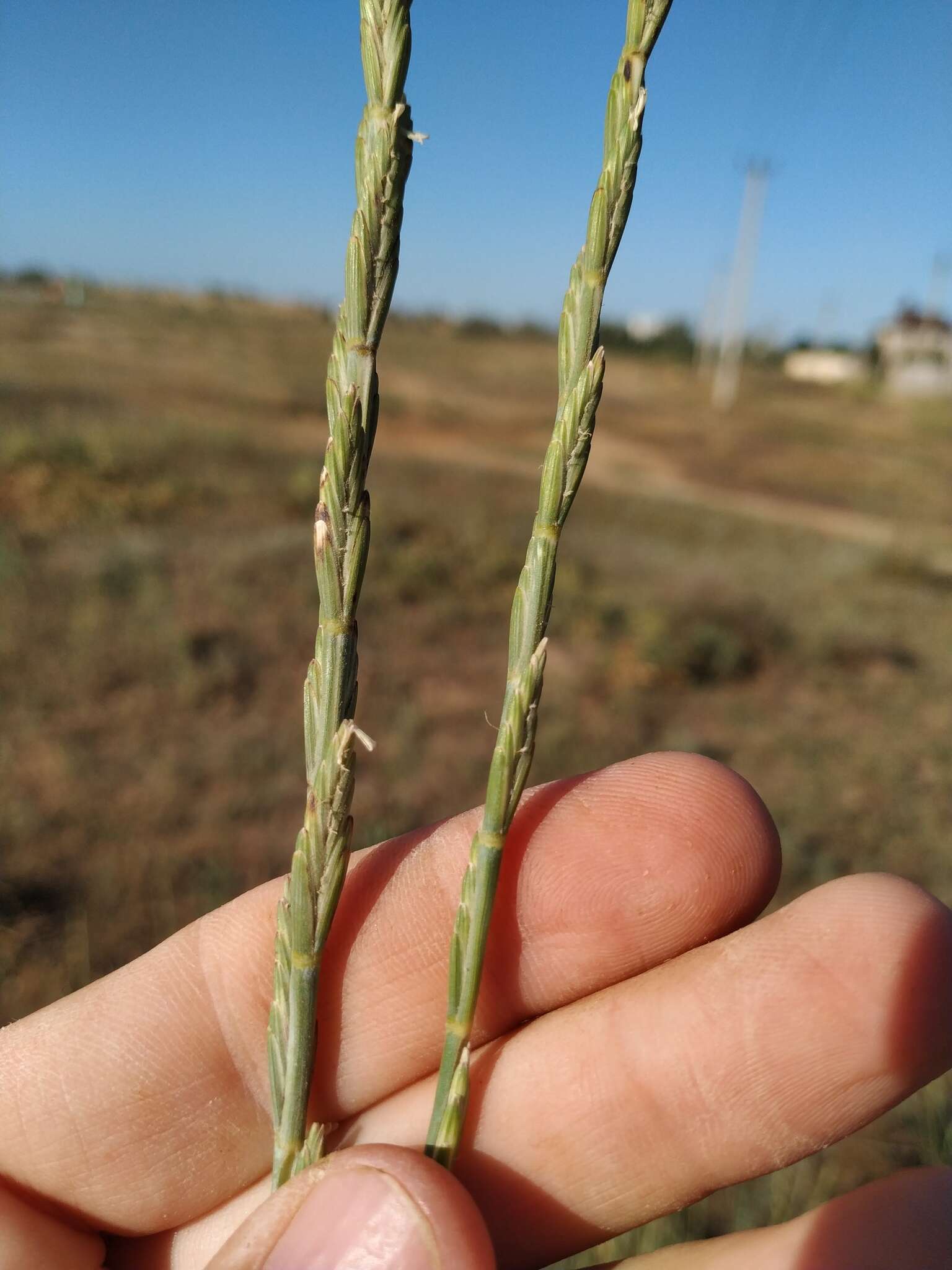 Image of tall wheatgrass