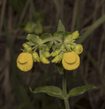 Image of Calceolaria dentata Ruiz & Pav.