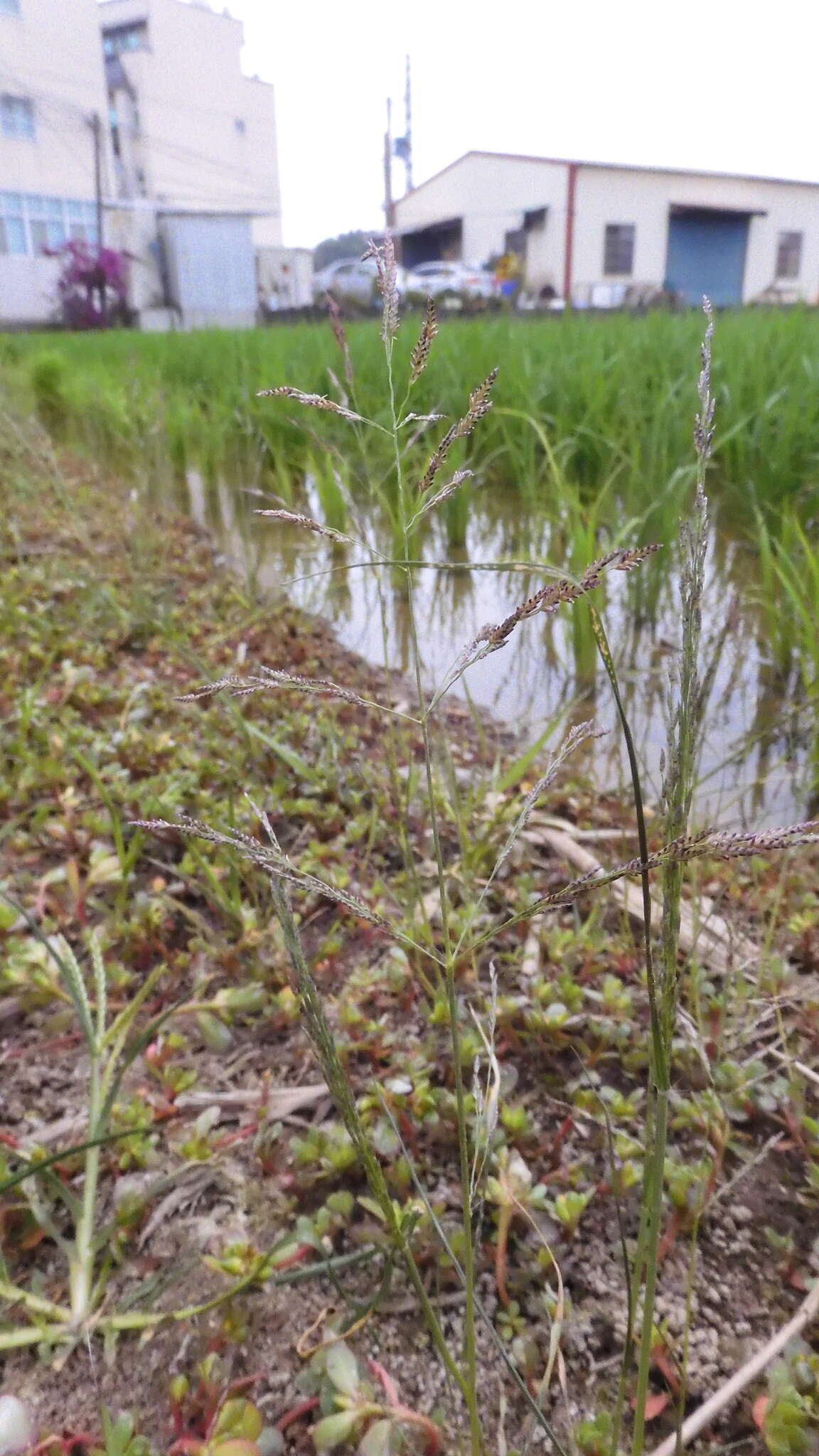 Image of Indian lovegrass