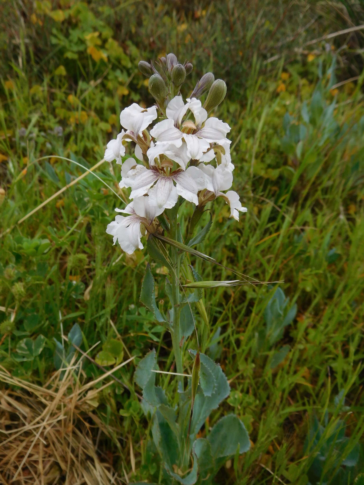 Image of Goodenia albiflora Schltdl.