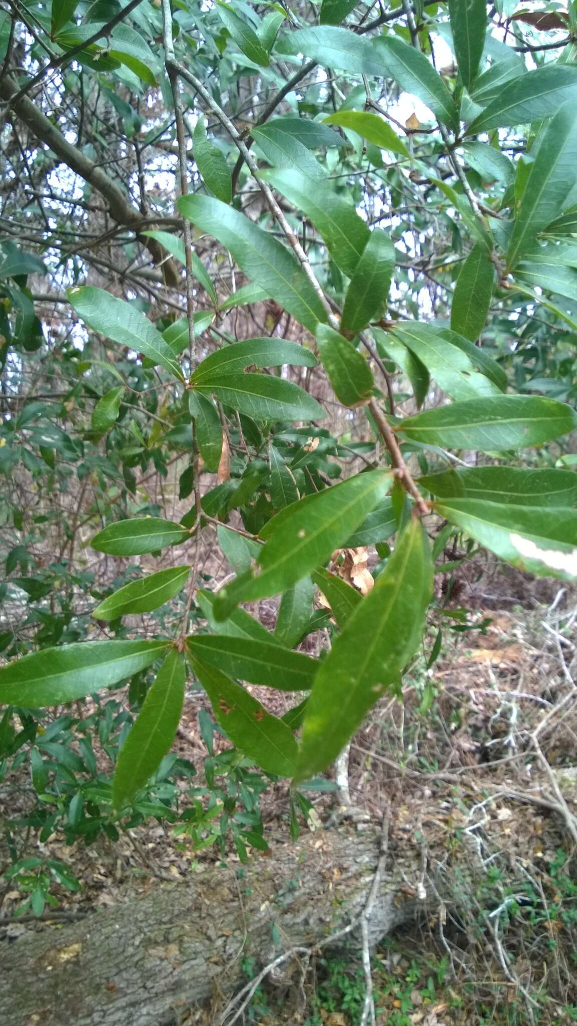 Image of Darlington Oak